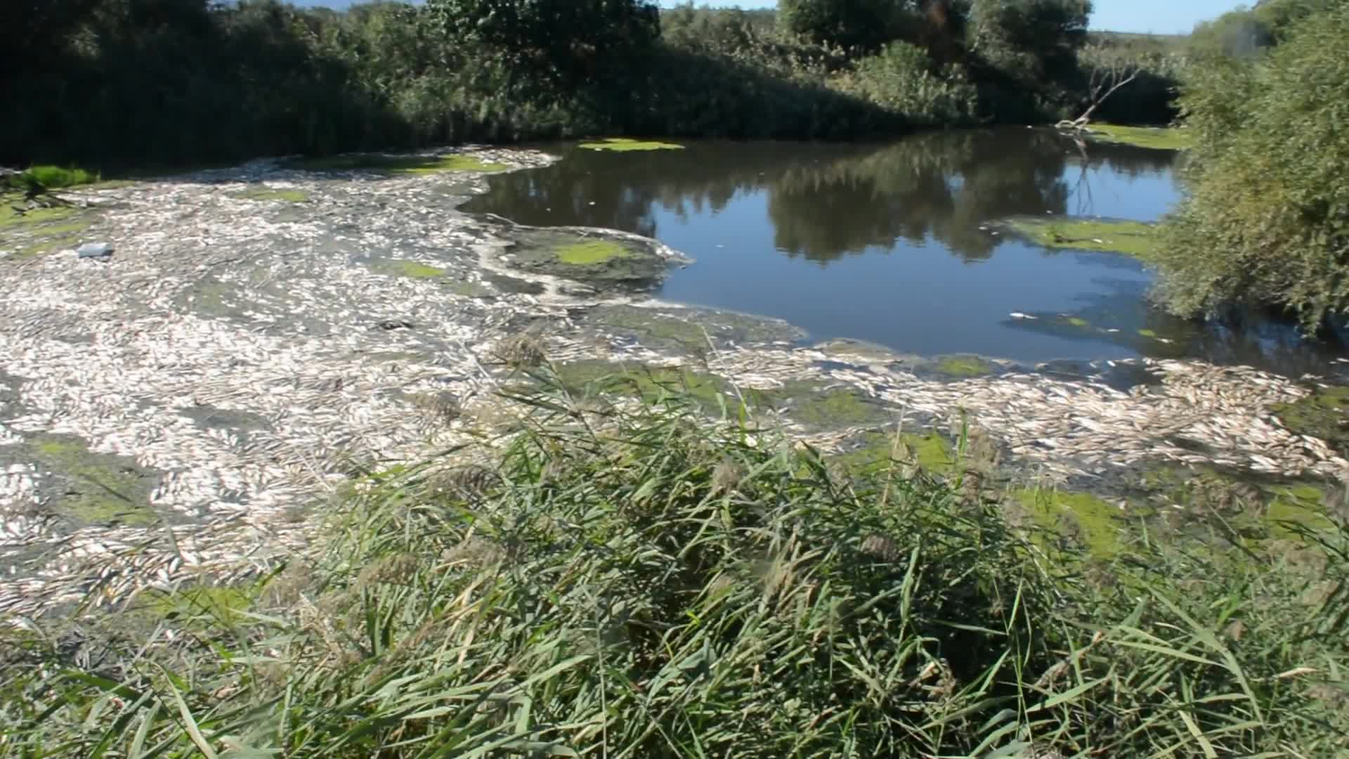 Nehrin üzerini ölü balıkların kaplandığı Bakırçay’ da çevre faciası