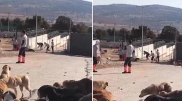 İddia: AKP’li belediyenin hayvan bakım merkezinde köpek katliamı, 2 gözaltı