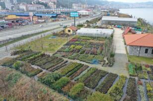 Rize Belediyesi Sera Alanında 300 Bitki Türü Üretiyor