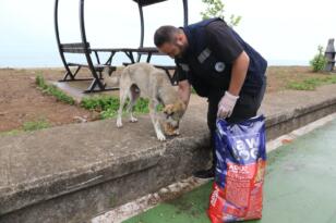 Rize Belediyesi sahipsiz hayvanlara sahip çıkmaya devam ediyor