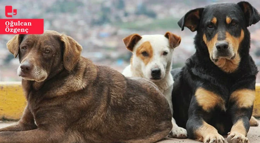 Sokak köpekleri tartışması: ‘Canlı düşmanı bir projeyle karşı karşıyayız’