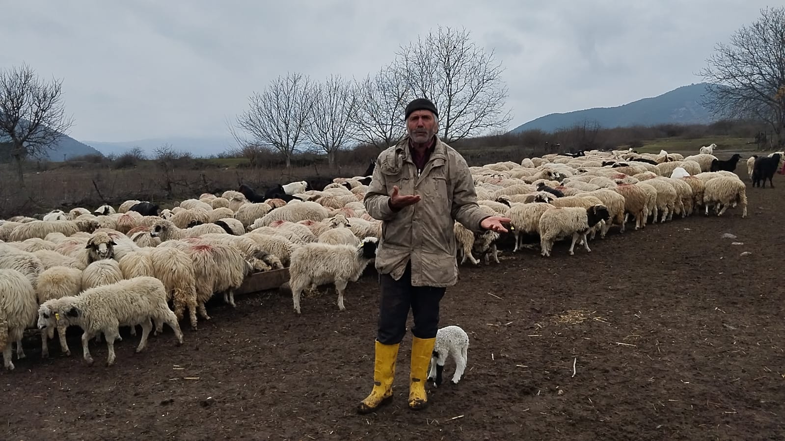 GENÇAĞA KARAFAZLI Amasya’nın Taşova ilçesi Çambükü köyünde hayvancılık yapan Hasan