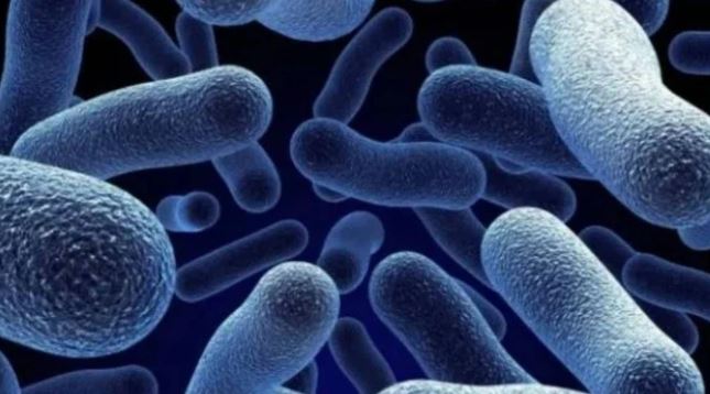 İnsan kanıyla beslenen ‘ölümcül bakteriler’ ortaya çıktı