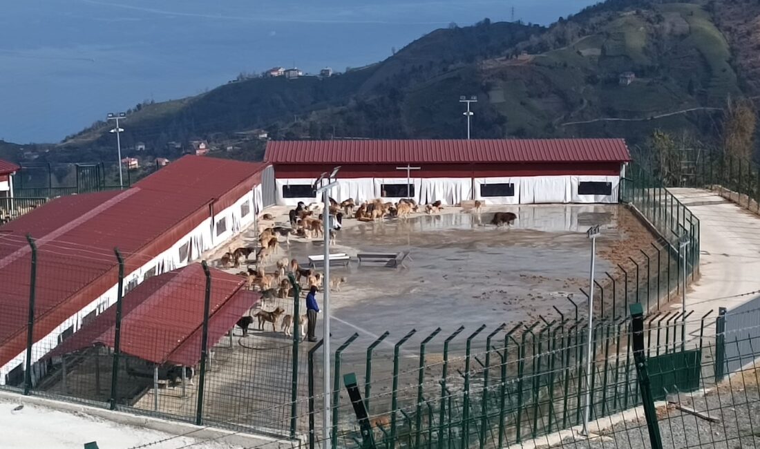 Fındıklı’daki Sahipsiz Sokak Hayvanları Doğal Yaşam Alanında Ölüm Kampı  İddiası:
