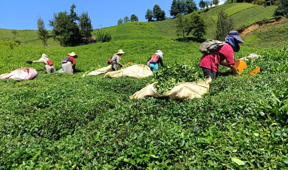 Karadeniz Ziraat Odalarından Ortak Deklarasyon: Çay Toplama Ücreti Belirlendi Kilo 10