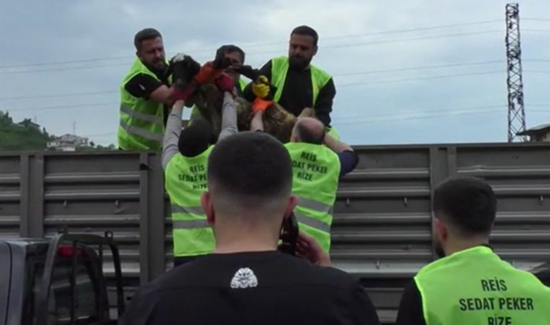 Sedat Peker’den Kurban Bayramı Öncesi “Kurban Seferberliği” Haber: Gençağa Karafazlı