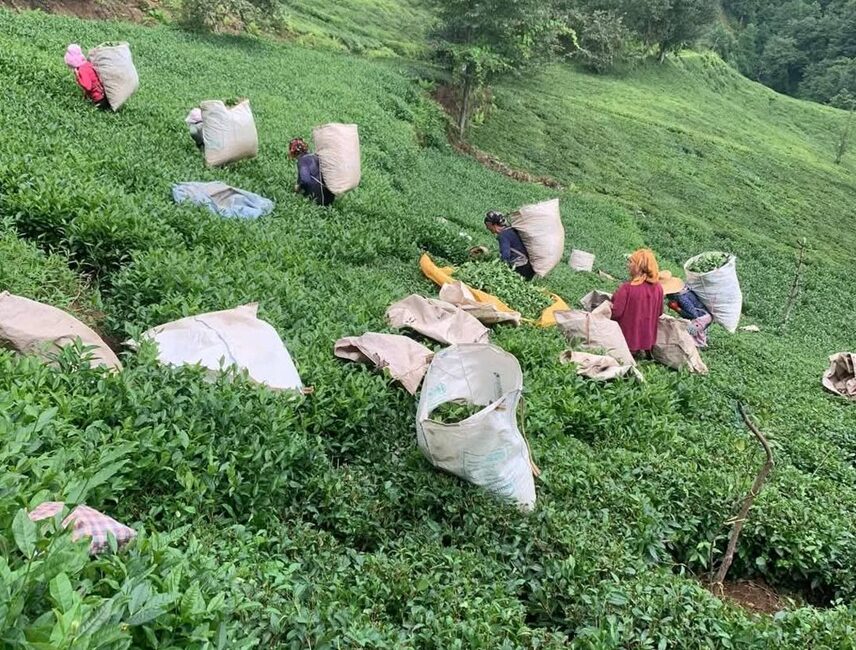 Haber: Gençağa KARAFAZLI (RİZE) – Karadeniz Bölgesi Çay Üreticileri Temsilcileri, ÇAYKUR’un
