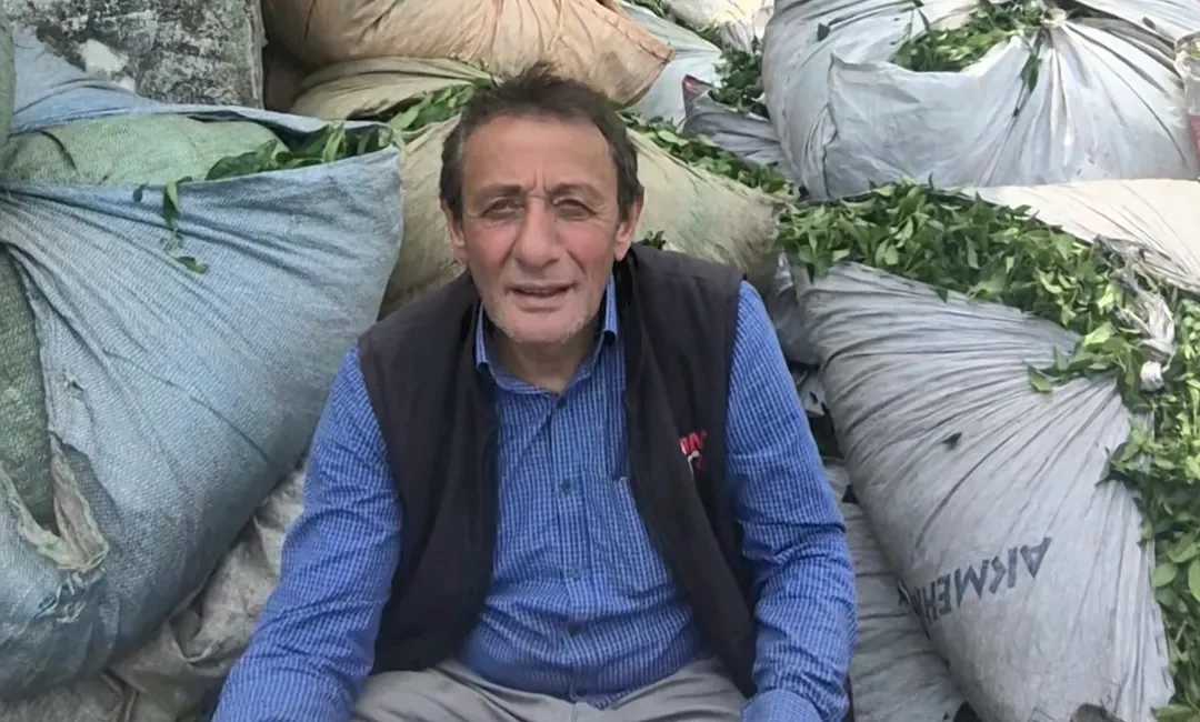 Yaş Çay Üreticisinden Talep Çay Üreticilerinden ÇAYKUR’a: “1 Eylül’de Tüm